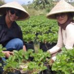 wisata petik strawberry.jpeg5 (1)