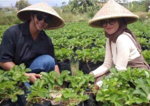 wisata petik strawberry.jpeg5 (1)