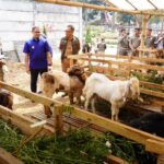 Pj. Wali Kota Batu Tinjau Penjualan Hewan Qurban, Memastikan Kesehatan dan Kualitas Screenshot_20240612-070541_WhatsApp