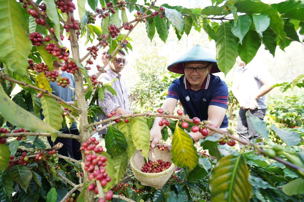 Aries Paewai Panen Perdana Kopi
