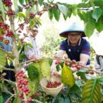 Panen Perdana Kopi Arabica di Lereng Gunung Arjuno: Harapan Baru Ekonomi dan Wisata Desa Bulukerto Aries Paewai Panen Perdana Kopi