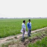 Nusron Wahid Turun Tangan, Alih Fungsi Sawah ke Industri di Indramayu Disorot Ketat