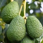 CooSAE Kembangkan Alpukat Hass, Primadona Baru Pertanian Kota Batu