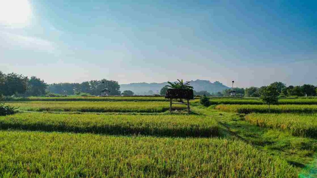 SAWAH_11zon