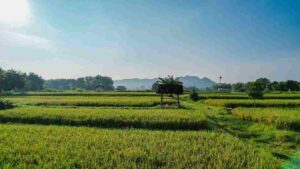 SAWAH_11zon