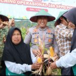 Panen Raya Jagung di Songgokerto, Kapolres Batu Tegaskan Komitmen Dukung Ketahanan Pangan Nasional