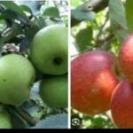 Distan KP Kota Batu Dukung Varietas Baru “Golden Analagi” untuk Regenerasi Apel