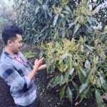 Alpukat Haz Batu Tembus Pasar Modern, Digadang Jadi Primadona Baru Pertanian Kota Batu