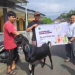 SMP Al Hikmah IIBS Batu Salurkan Hewan Kurban untuk Warga Giripurno, Tanamkan Kepedulian Sosial Siswa