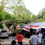 Jelang HUT Ke-81 RI, Pohon besar Tumbang di TMP Suropati Batu, Alarm Keselamatan Kota Wisata